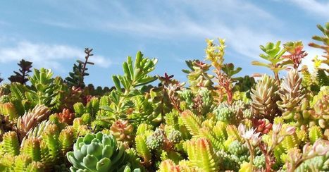 [Vidéo] Tuto : les éléments de base pour une toiture végétalisée via Seduman | Build Green, pour un habitat écologique | Scoop.it