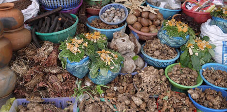 PLANTES m&eacute;dicinales&nbsp;: valider la&nbsp;tradition, pr&eacute;venir les risques | CIHEAM Press Review | Scoop.it