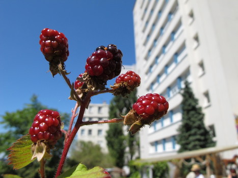 Les Ateliers d'été de l'agriculture urbaine et de la biodiversité à Paris ... | Paysage - Agriculture | Scoop.it