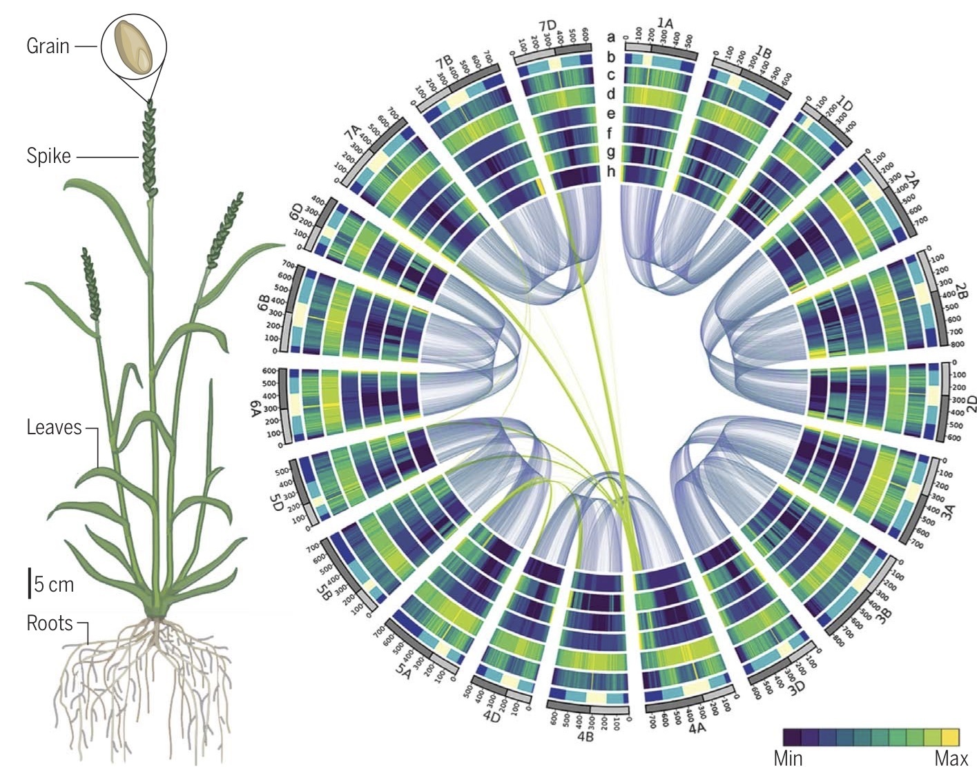 При расшифровке генома ржи. Геном растений. Геном пшеницы. Ген растения. Гены растений.