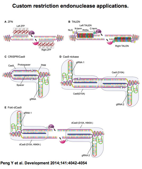 Making designer mutants in all kinds of model organisms | TAL effector science | Scoop.it