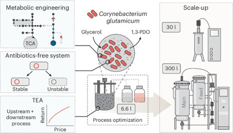 High-titer, antibiotic-free, pilot-scale production of 1,3-propanediol by engineered Corynebacterium | Nce | RMH | Scoop.it