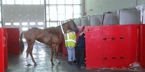 El aeropuerto despliega un dispositivo para enviar 70 caballos a ... - Cadena Ser | Caballo, Caballos | Scoop.it
