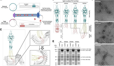 Extracellular contractile injection systems for high efficiency protein delivery to plants | brvt | RMH | Scoop.it