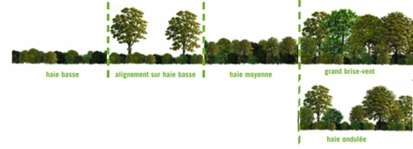 La haie magique, une haie qui pousse vite (et bien) | Les Colocs du jardin | Scoop.it