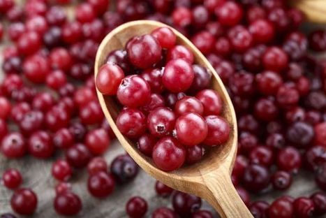 Karpalosta löytyi piileviä voimia - teki bakteereista herkempiä antibiooteille | 1Uutiset - Lukemisen tähden | Scoop.it