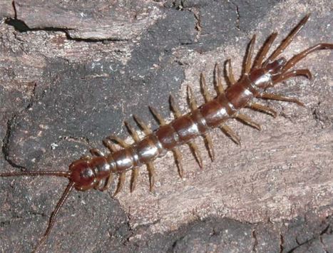 Un exemple de Chilopode : la Lithobie à pinces | EntomoScience | Scoop.it
