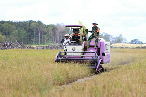 ENVIRONMENT: Indonesia food plan risks 'world's largest' deforestation | DURABILITES | Scoop.it