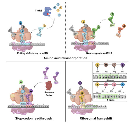 Fidelity during bacterial protein synthesis | mmbr | RMH | Scoop.it