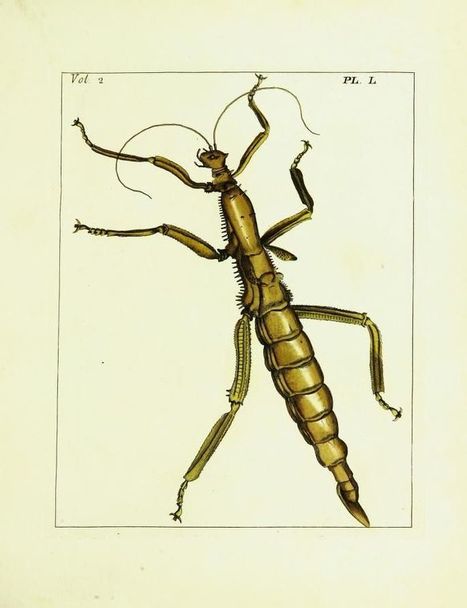 BHL Images : le phasme Diapherodes gigantea | Insect Archive | Scoop.it