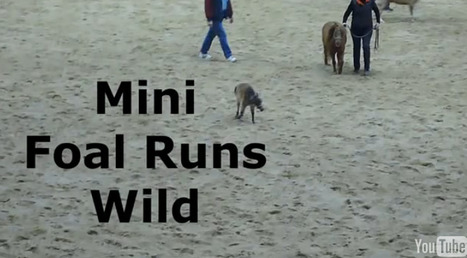 Cute Baby Miniature Horse Runs Wild [Video] | Human Interest | Scoop.it