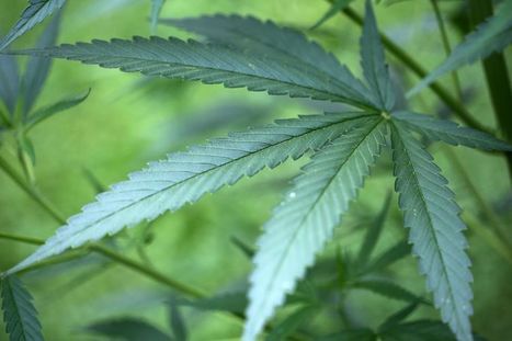 La justice allemande autorise la culture de cannabis à des fins médicales | décroissance | Scoop.it