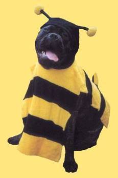 .:: beedogs ::. | Strange days indeed... | Scoop.it