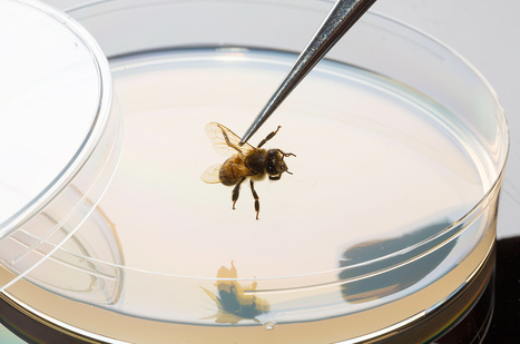 Insects aren’t ‘little robots’—so scientists are rethinking their welfare | Science | AAAS | EntomoNews | Scoop.it