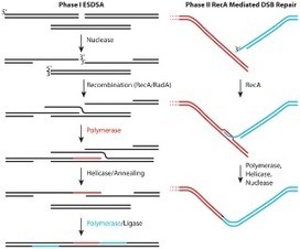 Rising from the Ashes: DNA Repair in Deinococcus radiodurans | RMH | Scoop.it
