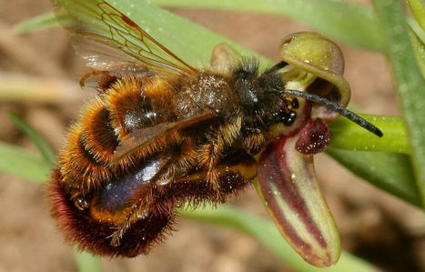 Pollinisation : comment les insectes sont piégés par les leurres sexuels de certaines orchidées - 20 Minutes | Pour innover en agriculture | Scoop.it