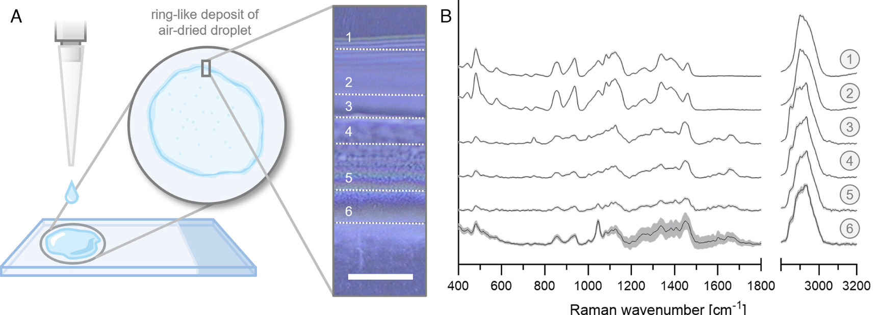Raman spectroscopy reveals growth phase-depende...