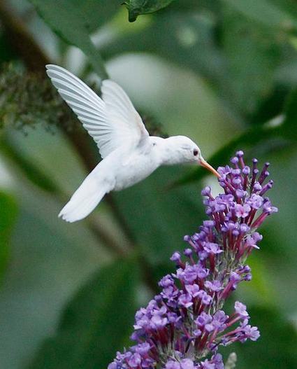 An Albino Ruby-throated Hummingbird | Gardening Life | Scoop.it