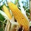 Don’t Turn Your Back on GMOs Yet, Adviser Urges China - China Real Time Report - WSJ | Genetic Engineering in the Press by GEG | Scoop.it
