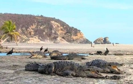 Crocodiles took the Oaxaca beaches during the quarantine | Coastal Restoration | Scoop.it