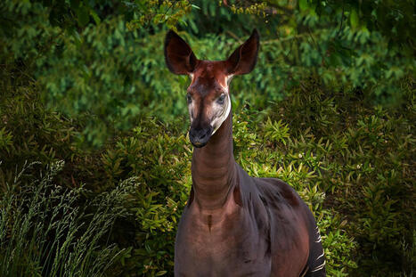 Des requins, des geckos et l’okapi désormais mieux protégés face à la menace du commerce - Le Monde | Biodiversité | Scoop.it