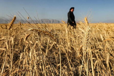 Iraq gets wheat output surplus for the first time | MED-Amin network | Scoop.it