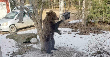 &rdquo;&Auml;l&auml; houkuttele karhuja&rdquo;, kehottaa poliisi &ndash; paras tapa ehk&auml;ist&auml; karhun vierailu on poistaa pihasta sen ravinto | Kotimaa | Yle | 1Uutiset - Lukemisen t&auml;hden | Scoop.it