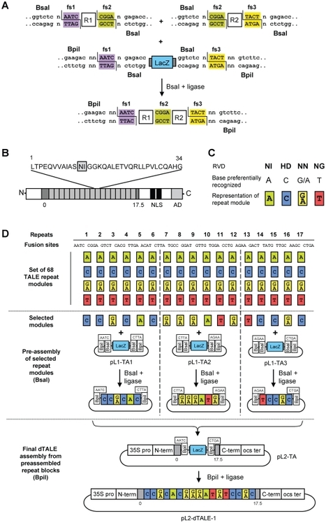 Assembly of designer TAL effectors by Golden Gate cloning [PLoS One. 2011] | TAL effector science | Scoop.it