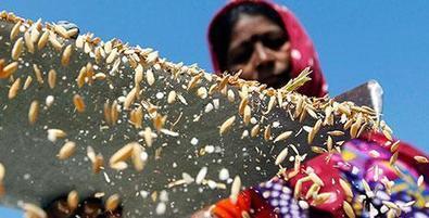 Food Crisis and Famine: A Compelling Call to Create Strategic Food Reserve Systems | AFRIQUES | Scoop.it