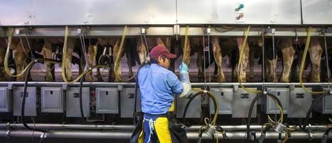 USA : Hausse de la production laitière de 1,9% en 2016 et plus de 10 000 litres/vache /an | Lait de Normandie... et d'ailleurs | Scoop.it