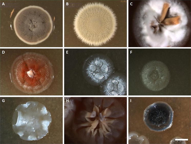 Inter- and intracellular colonization of Arabid...