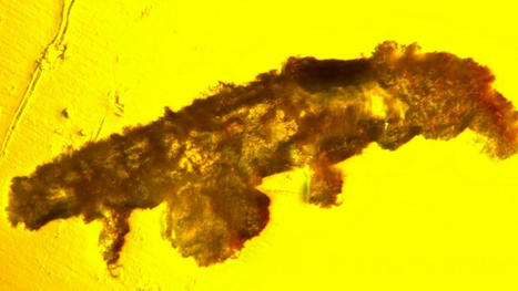 16-Million-Year-Old Tardigrade Found Preserved in Amber | World Science Environment Nature News | Scoop.it