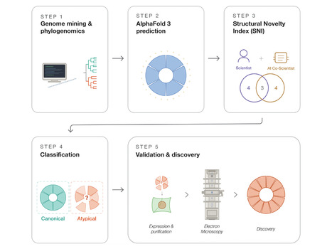 bioRxiv:&nbsp;AI-guided discovery of atypical protein assemblies (2026) | Publications from The Sainsbury Laboratory | Scoop.it