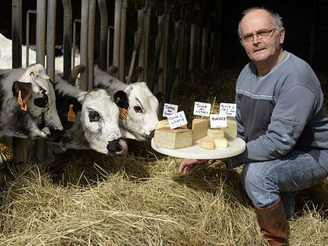 Quand la vache de race des Vosges fait son fromage | Lait de Normandie... et d'ailleurs | Scoop.it