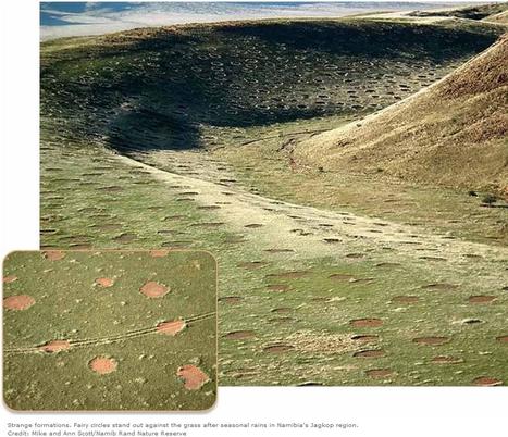 Mysterious Fairy Circles Are 'Alive' | Science News | Scoop.it