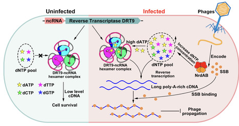 Bacterial reverse transcriptase synthesizes long poly-A–rich cDNA for antiphage defense | sci | RMH | Scoop.it