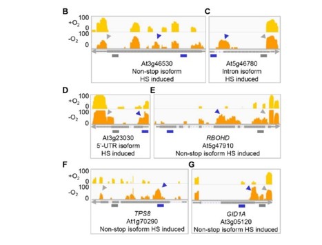 Noncanonical Alternative Polyadenylation Contributes to Gene Regulation in Response to Hypoxia | The Plant Cell | Scoop.it