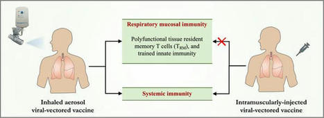 JCI Insight - Aerosol delivery, but not intramuscular injection, of adenovirus-vectored tuberculosis vaccine induces respiratory-mucosal immunity in humans | Mucosal Immunity | Scoop.it