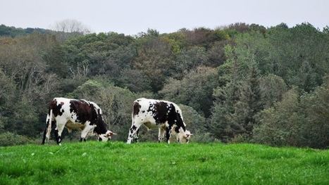 Débat de société Les instituts techniques défendent leur bout de viande ! | Elevage et société | Scoop.it