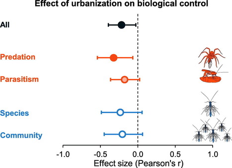 L’urbanisation diminue la régulation naturelle des insectes nuisibles | EntomoNews | Scoop.it