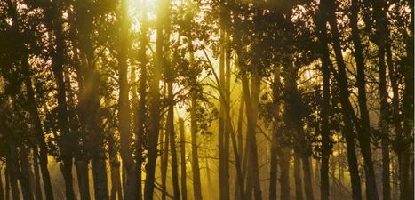 L'étonnant sommeil des arbres | La Sagesse de la Nature | Scoop.it