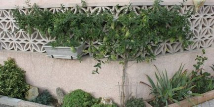 Araujia sericifera, la plante cruelle avec les insectes | Les Colocs du jardin | Scoop.it