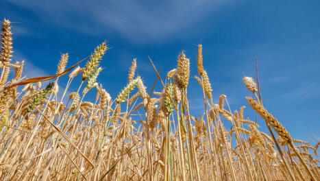 MAROC : Campagne agricole 2024-2025 : la récolte céréalière prévue à 44 millions de quintaux | CIHEAM Press Review | Scoop.it