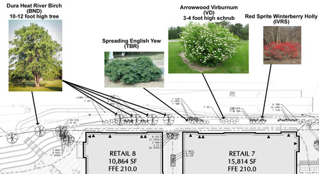 What Are Brixmor’s Plans for New Trees Along Durham Road? | Newtown News of Interest | Scoop.it