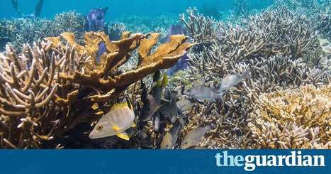 Spectacular rebirth of Belize's coral reefs threatened by tourism and development | Coastal Restoration | Scoop.it