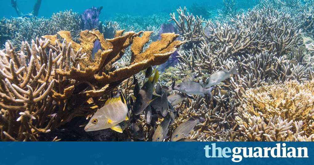 Spectacular rebirth of Belize's coral reefs thr...