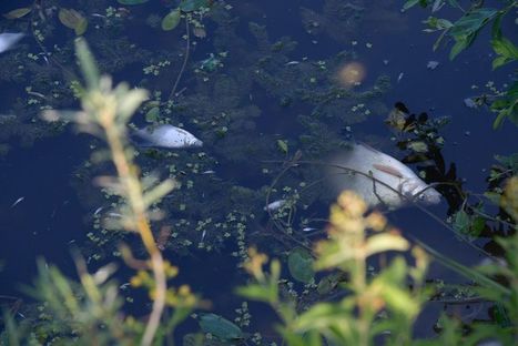 Indre-et-Loire : une enqu&ecirc;te ouverte apr&egrave;s une pollution chimique dans l'Indre / 22.09.2020 | Pollution accidentelle des eaux par produits chimiques | Scoop.it