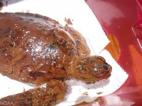 [Mar&eacute;e noire - Lobbies p&eacute;troliers] Golfe du Mexique : les photos que vous ne deviez pas voir | D&eacute;r&egrave;glement climatique et R&eacute;volution &eacute;nerg&eacute;tique &ndash; L&rsquo;actualit&eacute; de Greenpeace&nbsp;France | Chronique des Droits de l'Homme | Scoop.it