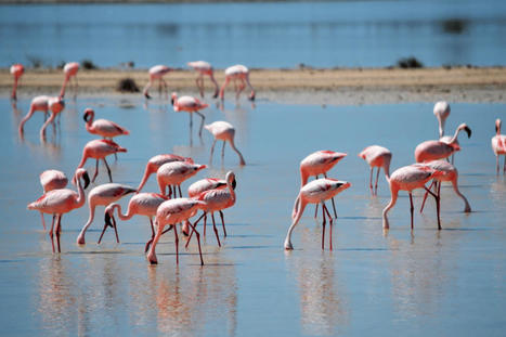 La sécheresse a causé la mort d'un millier de flamants roses en Turquie | Histoires Naturelles | Scoop.it