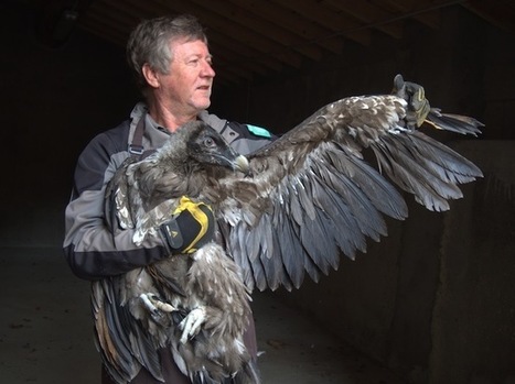Menacé d'extinction, le gypaète barbu reprend peu à peu son envol dans le Vercors   | Les oiseaux au gré du vent | Scoop.it